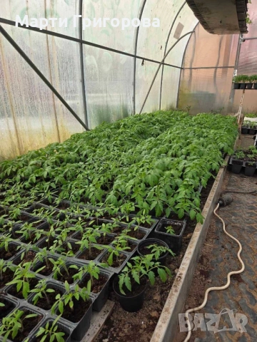 Разсад домати Нови Искър, снимка 2 - Разсади - 54182213