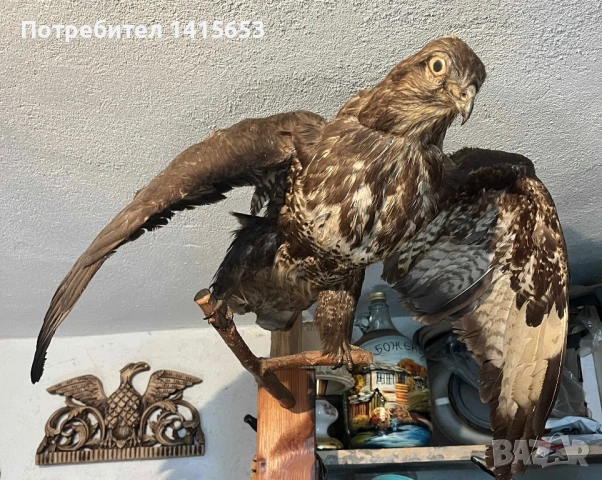 Продавам препариран ястреб
