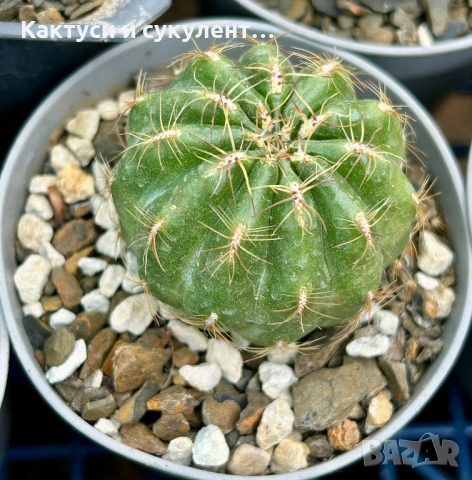 Кактус Oroya Peruviana var minima , снимка 6 - Градински цветя и растения - 54593992