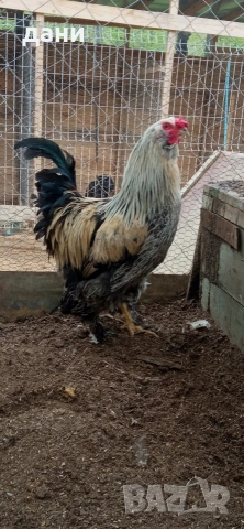 кокошки, снимка 6 - Кокошки и пуйки - 54290536