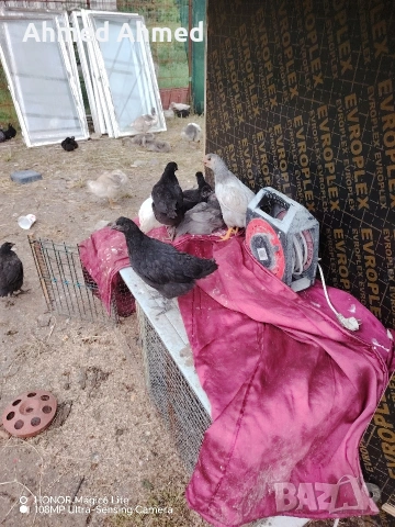 гъшета патета пилета, снимка 5 - други­ - 54740513