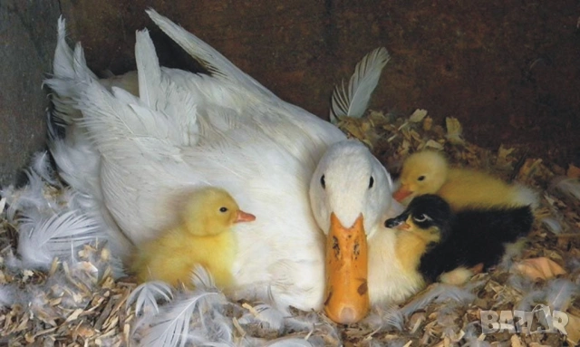 оплодени Яйца ЮРДЕЧКИ -ПАТИЦИ -ГЪСКИ -Разплодни яйца за люпене от Патки породата бяла Московска., снимка 3 - Кокошки и пуйки - 54196584