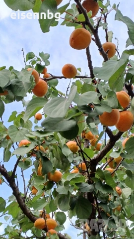 Кайсии за ракия , компоти, сок и сладка Сорт Унгарка и Маркулещи, снимка 6 - Други - 55138628