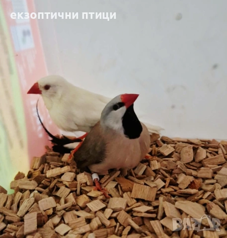 Продавам двойка Остроопашати , снимка 4 - Амадини - 54594747