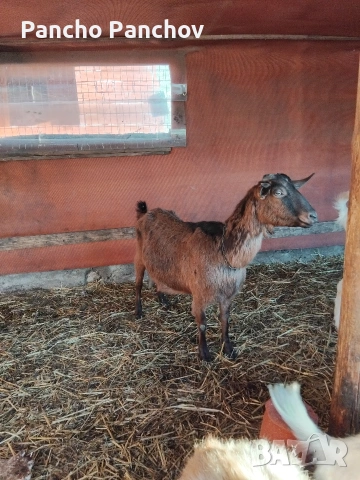 продавам четири кози , снимка 8 - Кози - 54322070