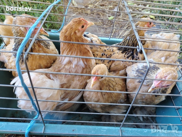 продавам ярки мини кохин, снимка 5 - други­ - 55156679