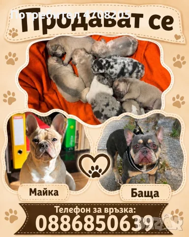 Френски  булдог