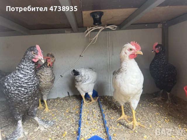 продавам петлета, снимка 2 - други­ - 55314794