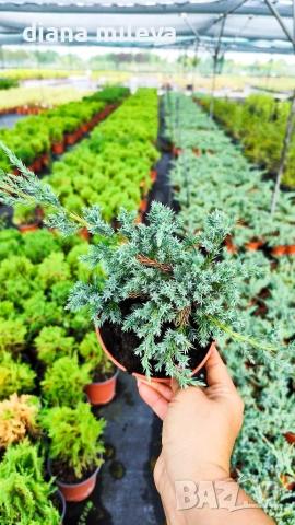 Хвойна Син Килим, Juniperus Blue Carpet, студоустойчива, снимка 3 - Градински цветя и растения - 55066308