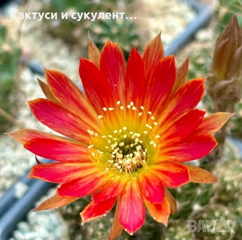 Кактуси вид Lobivia Hybrid 