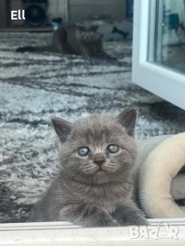 Британски котета