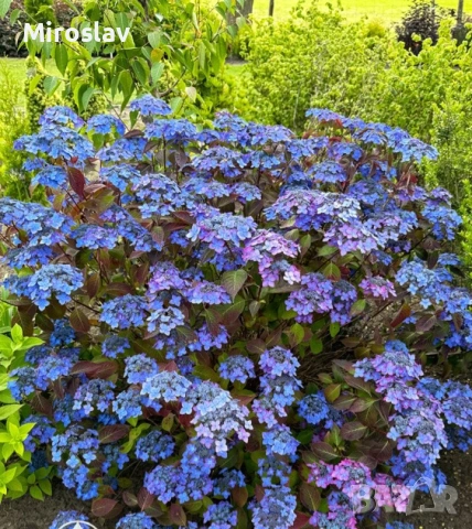 Планинска хортензия "Бурса", снимка 2 - Градински цветя и растения - 54090848