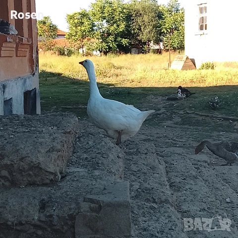 свободни Гъски и Неми Патици., снимка 5 - Патици и гъски - 55170057