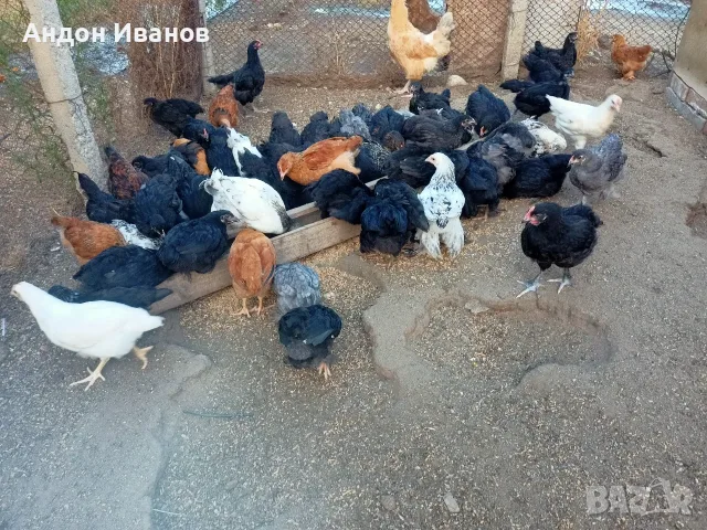 Пиленца(пилета) излюпени на 02.06.2026г.., снимка 15 - други­ - 55062573