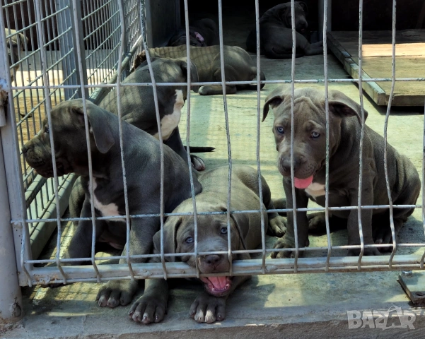 ТОП Американско були хл American bully xl ABKC, снимка 8 - Други - 55134203