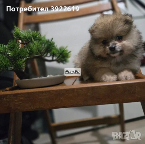 померан мини шпиц