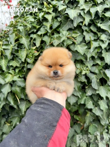 Померан мини момиче. Померанче, снимка 3 - Померан - 53971092