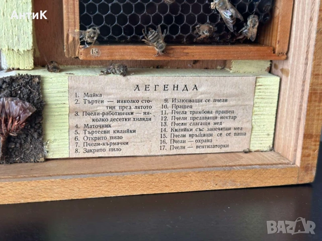 Соц Учебено Табло Модел Пчелен Кошер Разрез, снимка 3 - Антикварни и старинни предмети - 54910973