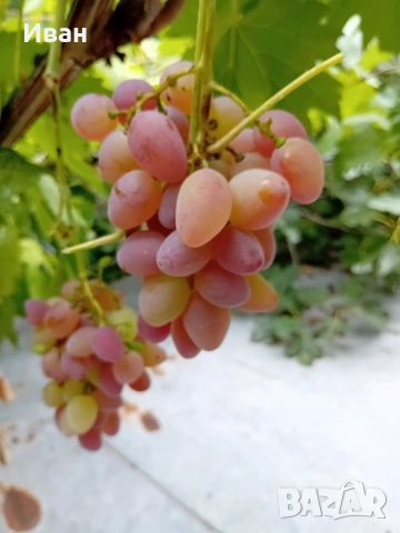 Вкоренени лозички на 2-3години., снимка 6 - Разсади - 54421010