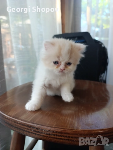 Персийски котета