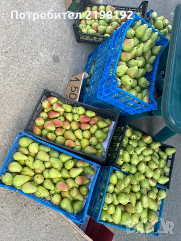 СВЕЖИ КРУШИ ДИРЕКТНО ОТ ПРОИЗВОДИТЕЛЯ! 🍐 , снимка 3 - Други - 55663964