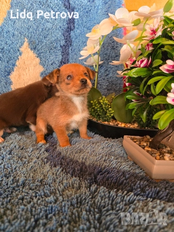 мини чихо пинчери, снимка 4 - Пинчер - 54077237