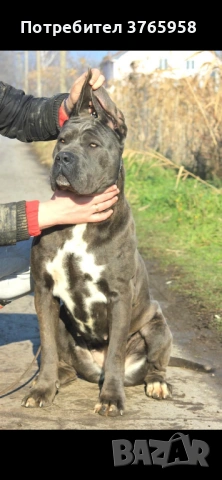 Кане корсо с родословие, снимка 2 - Кане корсо - 54013957