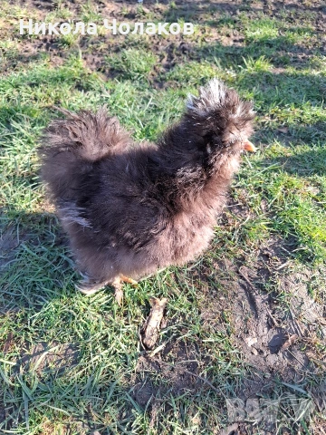 Американски копринки яйца , снимка 7 - Кокошки и пуйки - 54215690