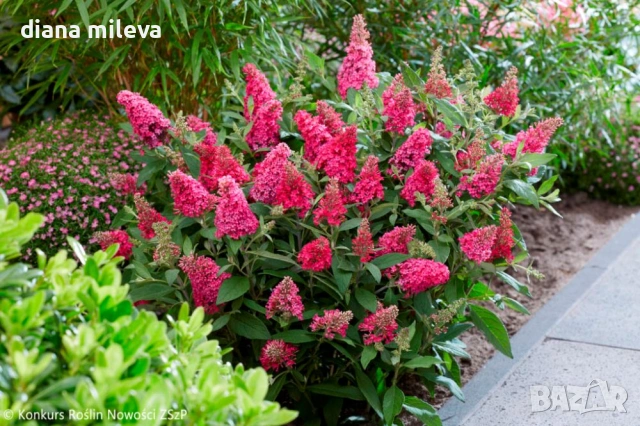 Buddleja dav. Butterfly Candy Little Ruby, снимка 2 - Градински цветя и растения - 54840666