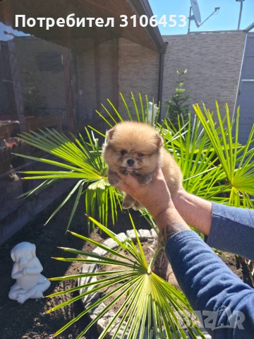 Померан мини  pomeranian mini