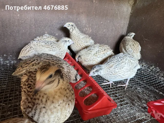 яйца от пъдпъдъци , снимка 2 - За птици - 55320697