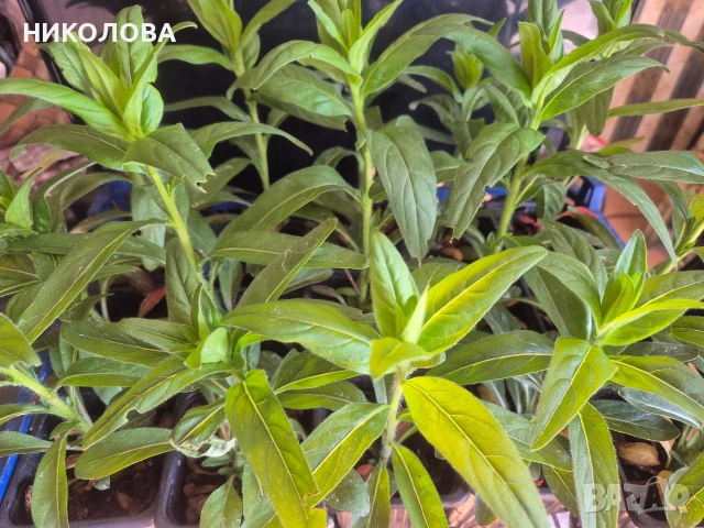 ЖЪЛТА ЙОНОТЕРА, снимка 4 - Градински цветя и растения - 54344125