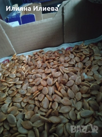 продавам семена за садене на български бели тикви кестенки ,мускат и цигулки, снимка 2 - Сортови семена и луковици - 54016618