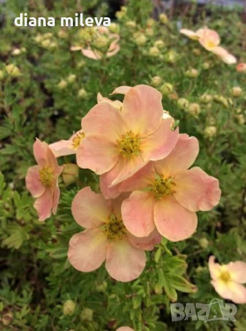Потентила, Potentilla fruticosa 'Daydawn', студоустойчива и многогодишна