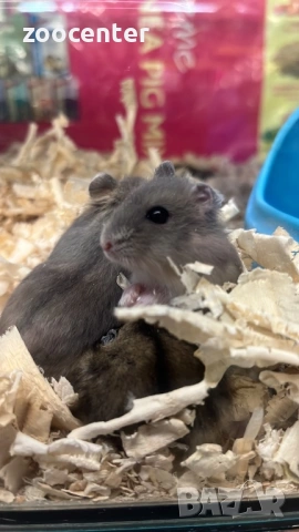 мини хамстер, снимка 3 - Хамстери - 35026602