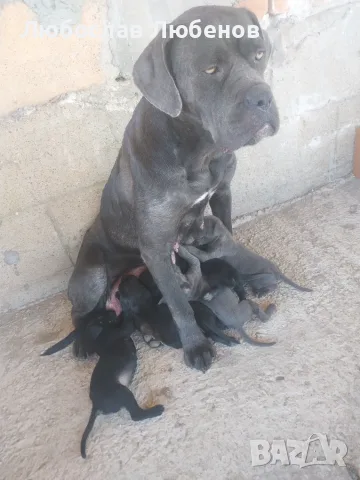 Кане корсо бебета 