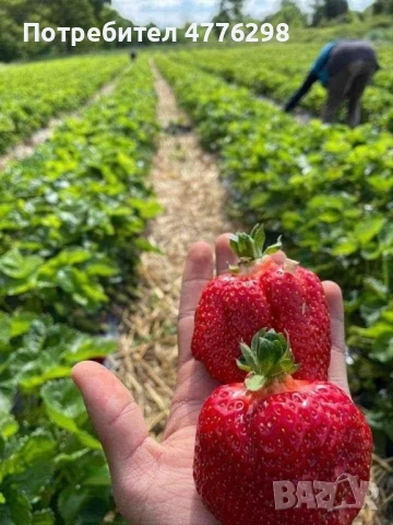 Разсад ягоди и малини, снимка 5 - Разсади - 54006443