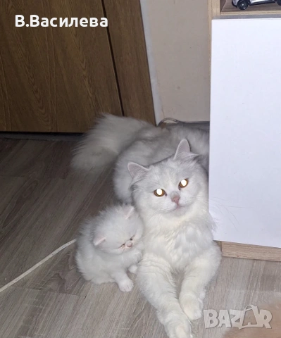 Ангорска котка-женска