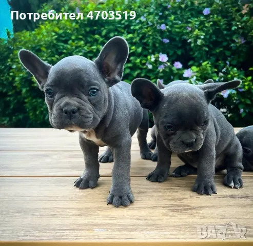 Френски булдог син, снимка 5 - Френски булдог - 55358193