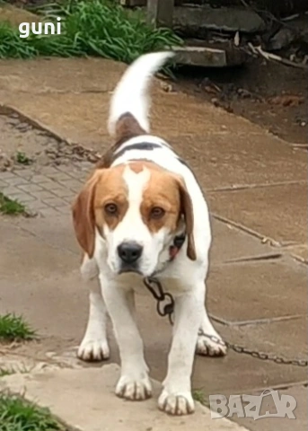 Бийгъл , снимка 3 - Бигъл - 54176998