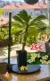 🌸 Плумерия (Frangipani) – Изберете си растение 🌸, снимка 4