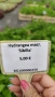 Хортензия Сибила, Hydrangea macrophylla Sibilla за сянка!!, снимка 7