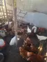 Продавам млади кокошки, снимка 1