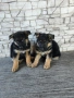 Немски овчарки , снимка 8