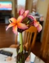 Плумерия (Frangipani) – Хавайско цвете, снимка 9