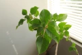 Бугенвилея, Bougainvillea spectabilis, 4-год. фиданка, снимка 3