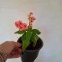 Стайно Цвете Исусов Венец, снимка 15