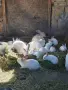 продавам калифорнийски зайци, снимка 3