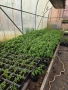 Разсад домати Нови Искър, снимка 2