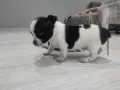 чихуахуа 2 броя мъжки, снимка 4